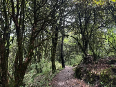 Shivapuri Peak Hike 2025: Ultimate Kathmandu Guide